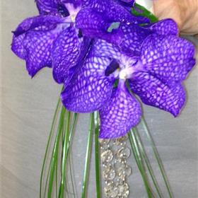 fwthumbpurple vanderbilt orchids.jpg